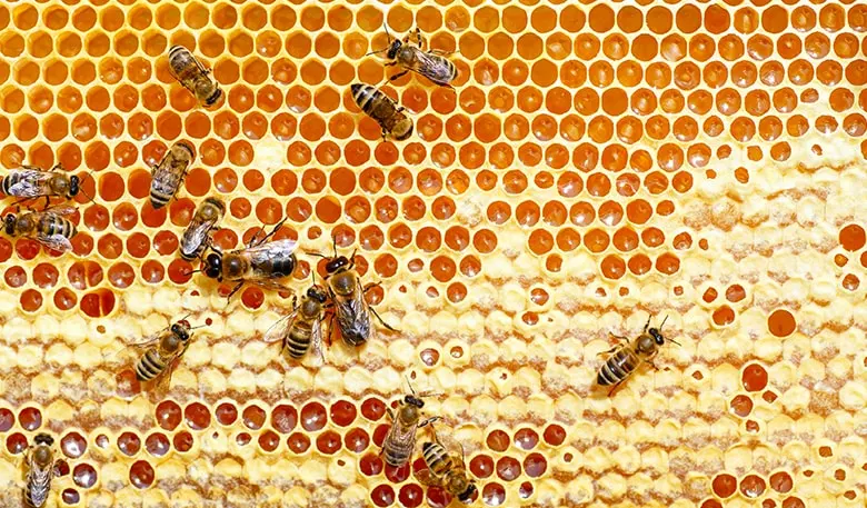 Bees on honeycomb