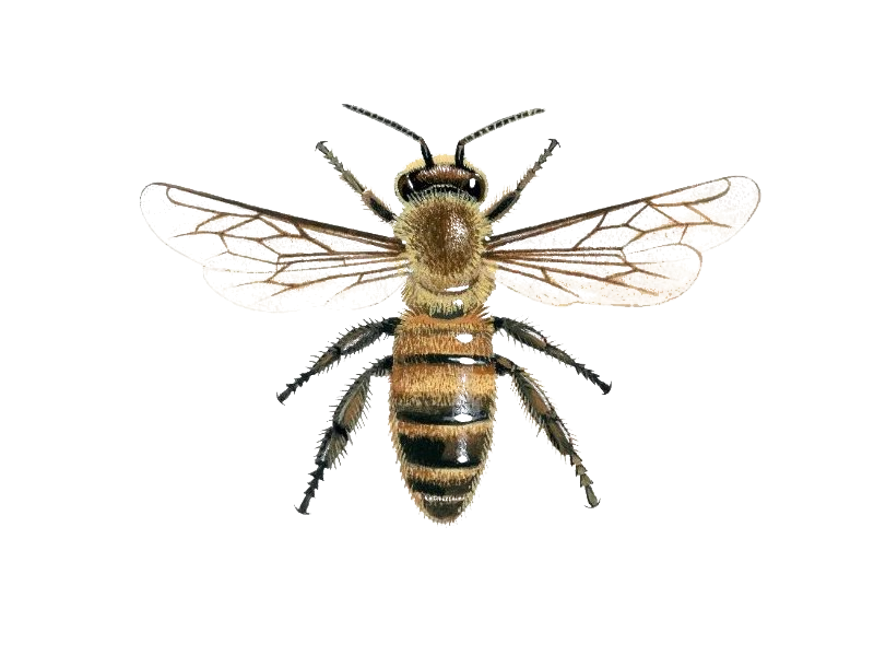 bee