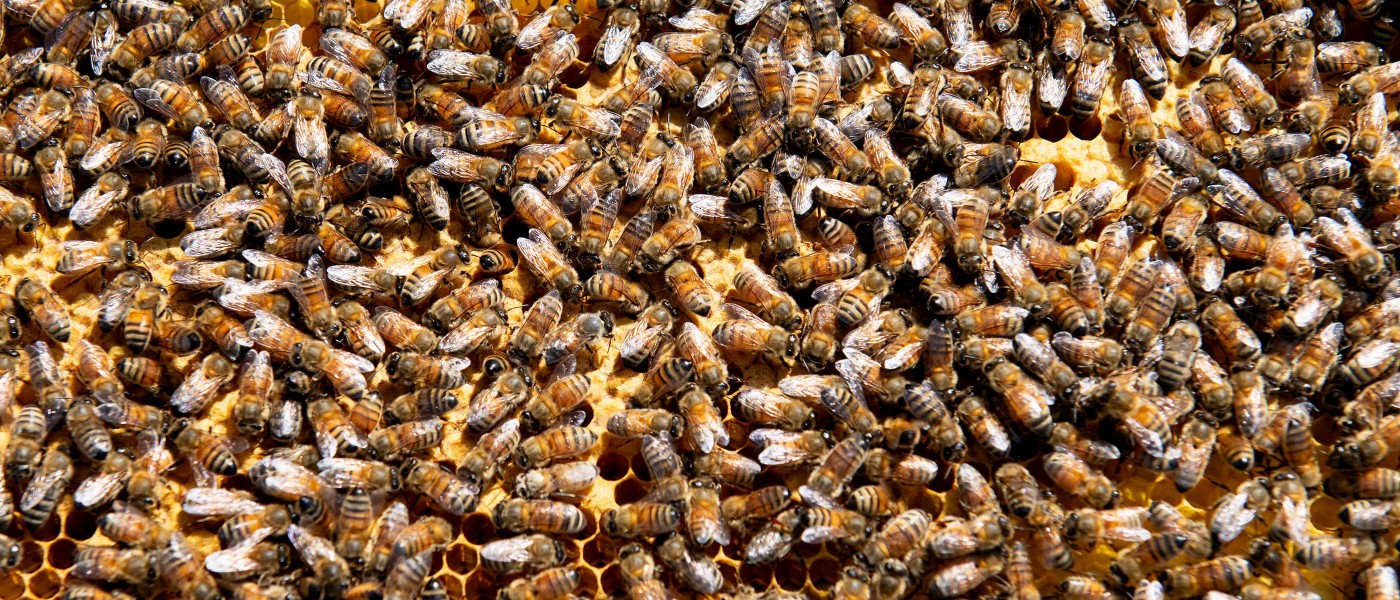 Bees on honeycomb