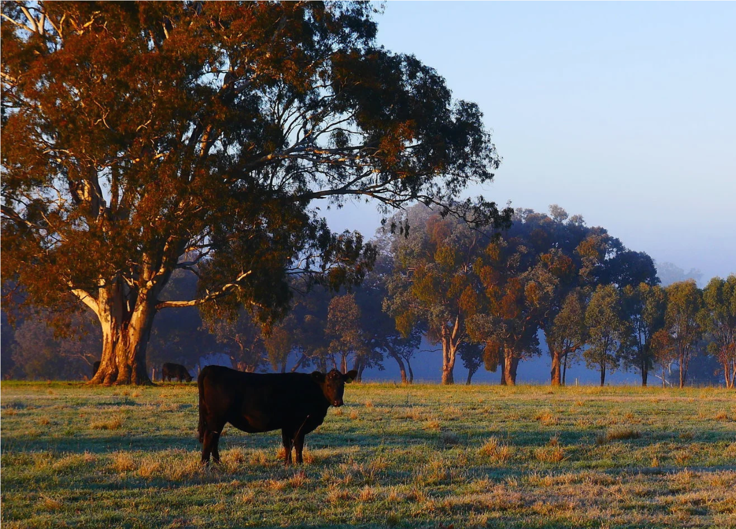 Cow at Larnoo