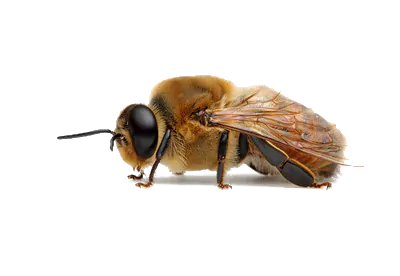 Drone bee
