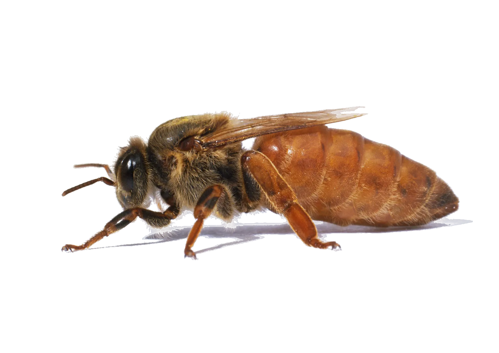 Queen bee