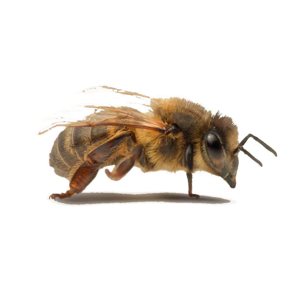 Worker bee